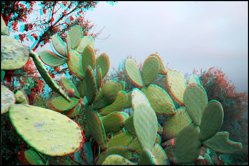 Italie, cactus, f&eacute;vrier 2006