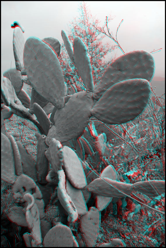 Italie, cactus, f&eacute;vrier 2006