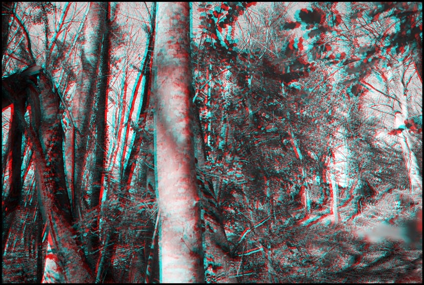 Italie, foret, f&eacute;vrier 2006