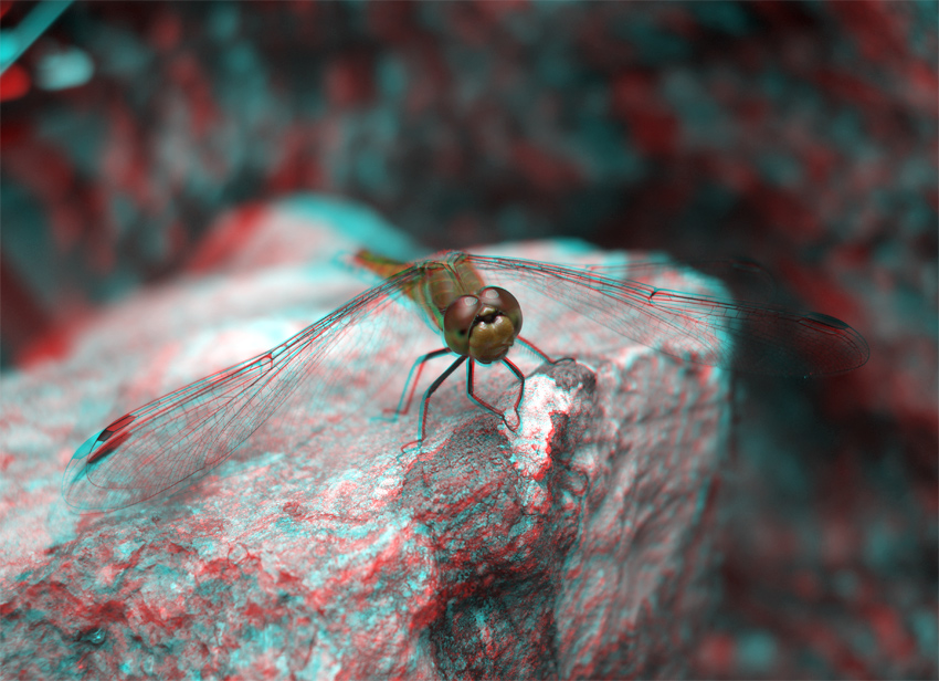 dragonfly